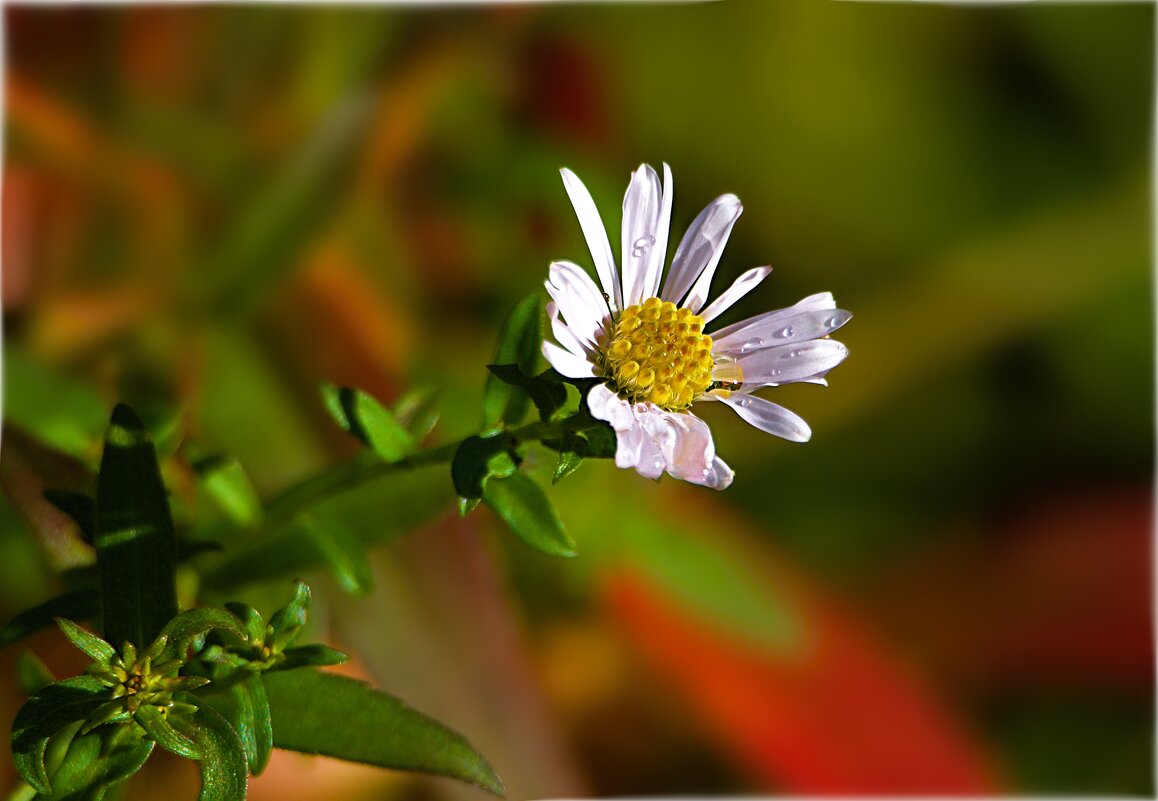 *** - Олег Алексеев