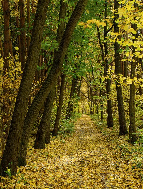 Осень.... - Олег Алексеев