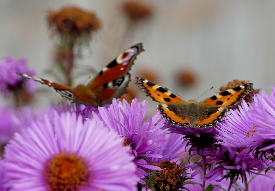 пары октябрьских бабочек 3 - Александр Прокудин
