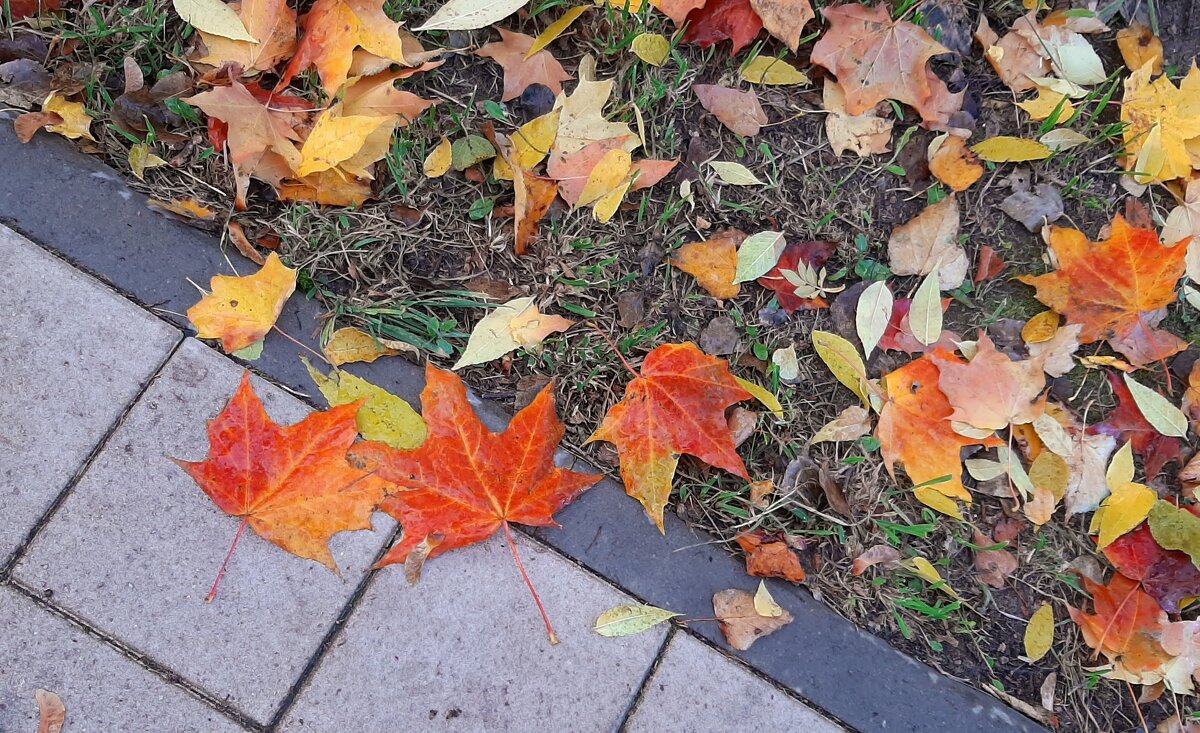 Осень - Наталья Герасимова