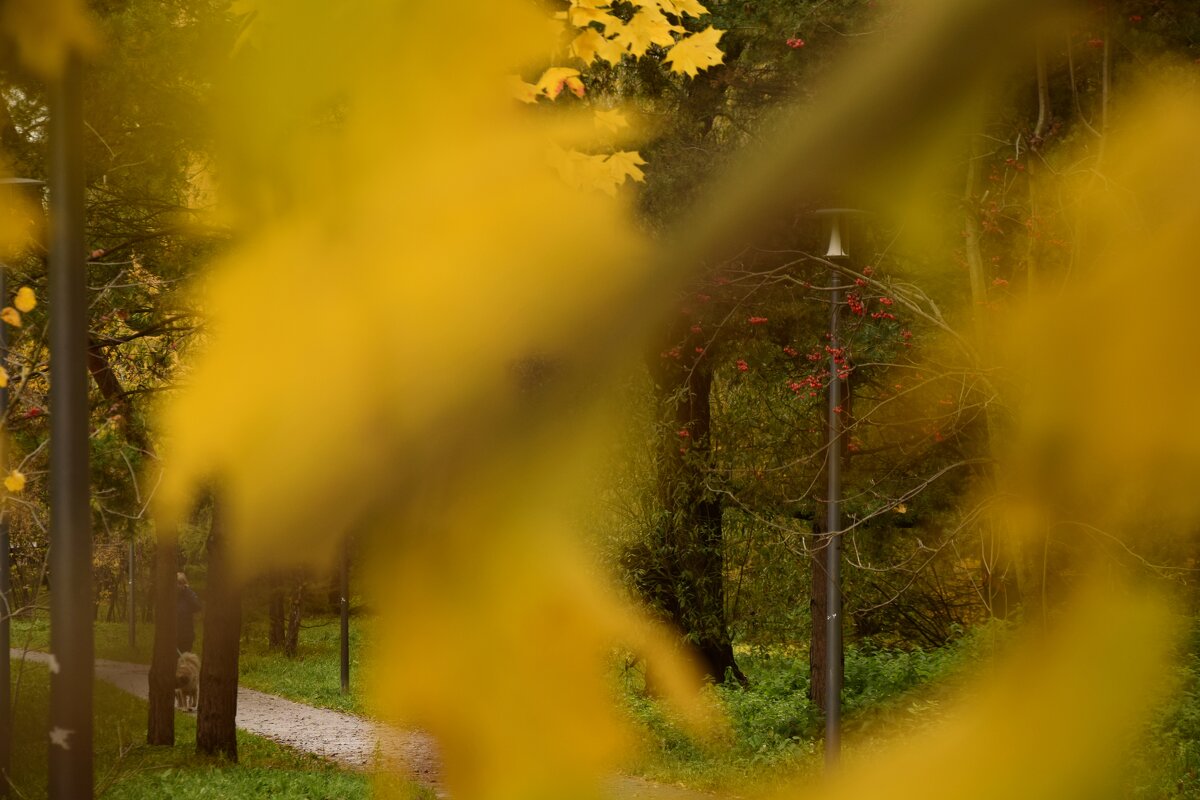 Скоз листья деревьев - Мария Яковлева