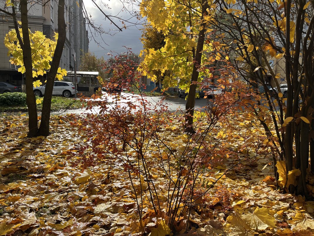 ***осень...*** - Olga Oskolkova