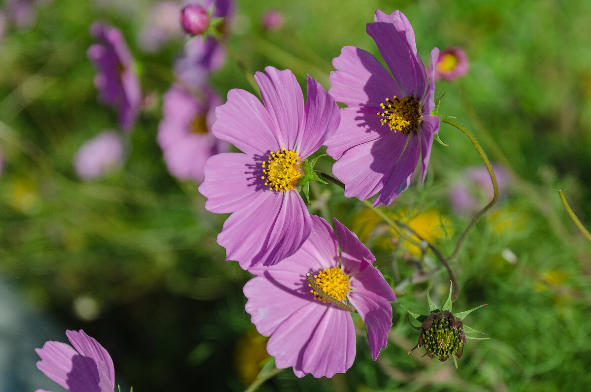 *** - Виктор Иванович Чернюк