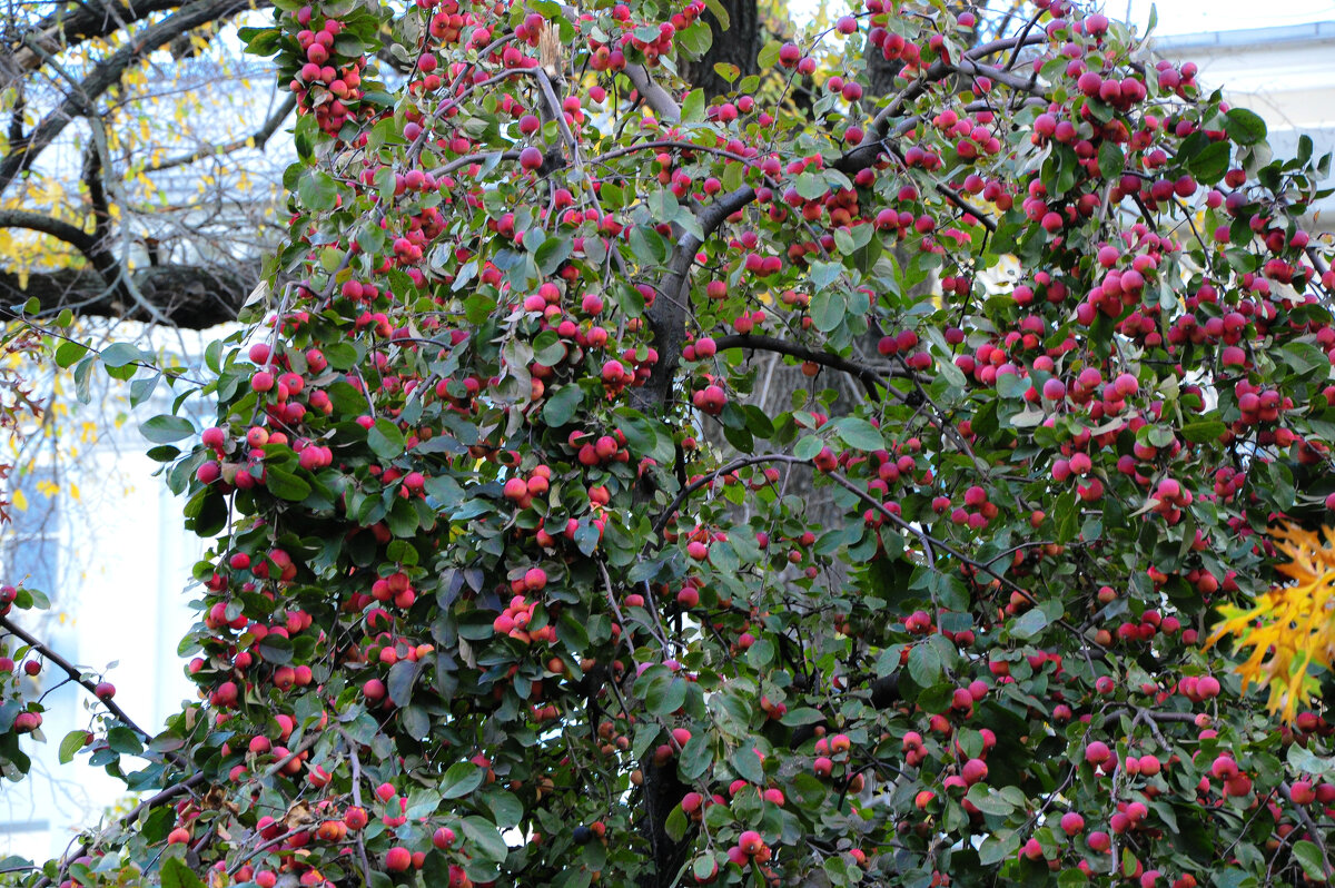 Яблоня декоративная - Татьяна Машошина