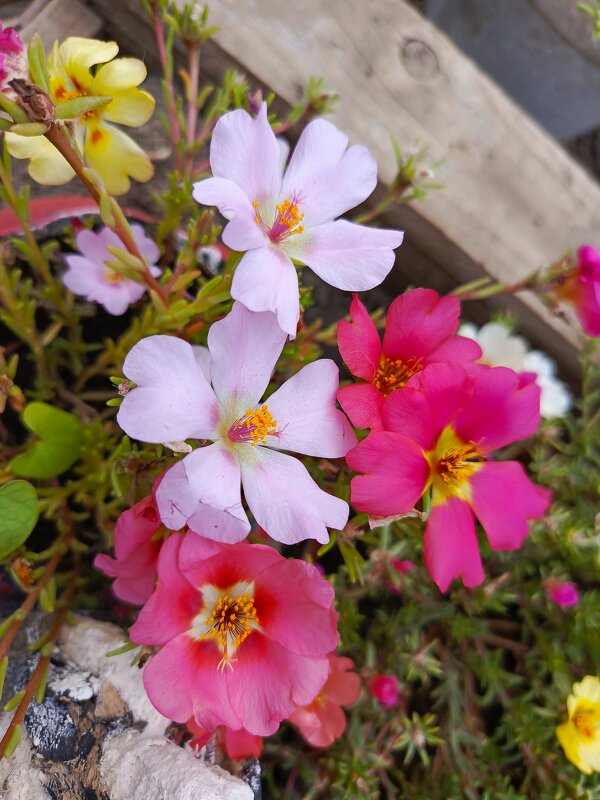 Портулак - Татьяна Пальчикова