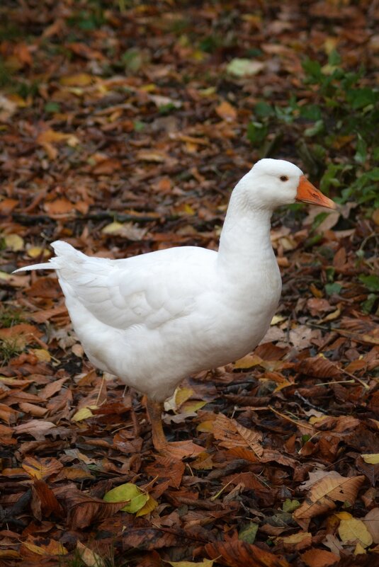 Московский гусь - александр 