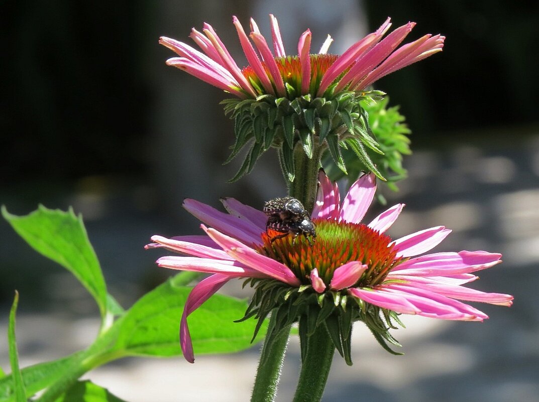 Летние воспоминания 2 - Natali 