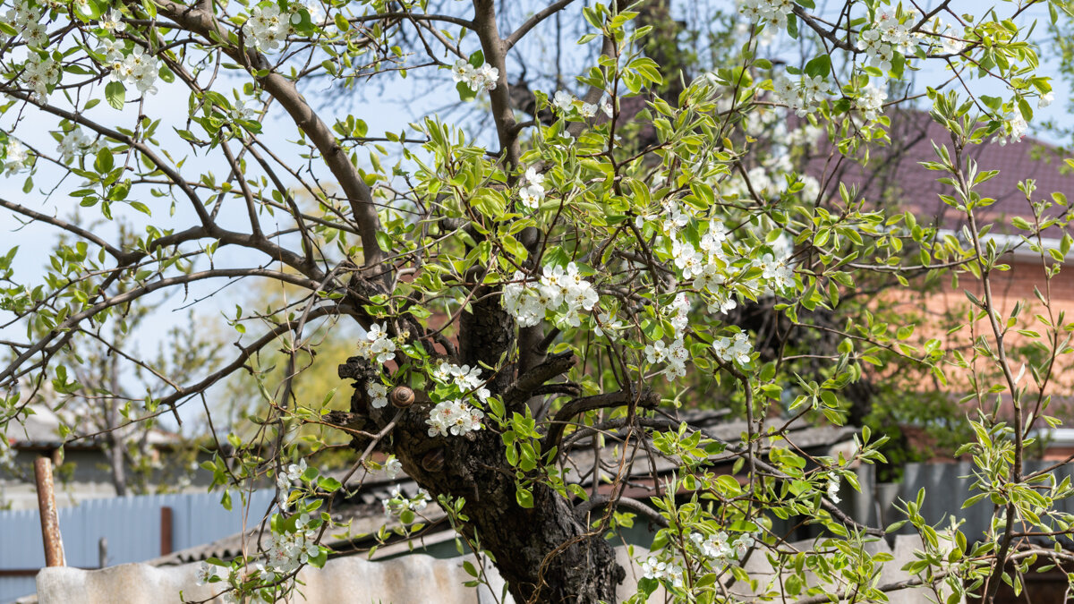 Груша - Игорь Сикорский