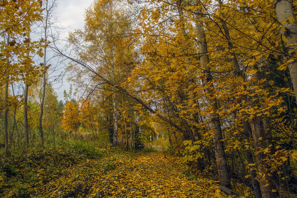Осенняя дорожка - Сергей Цветков