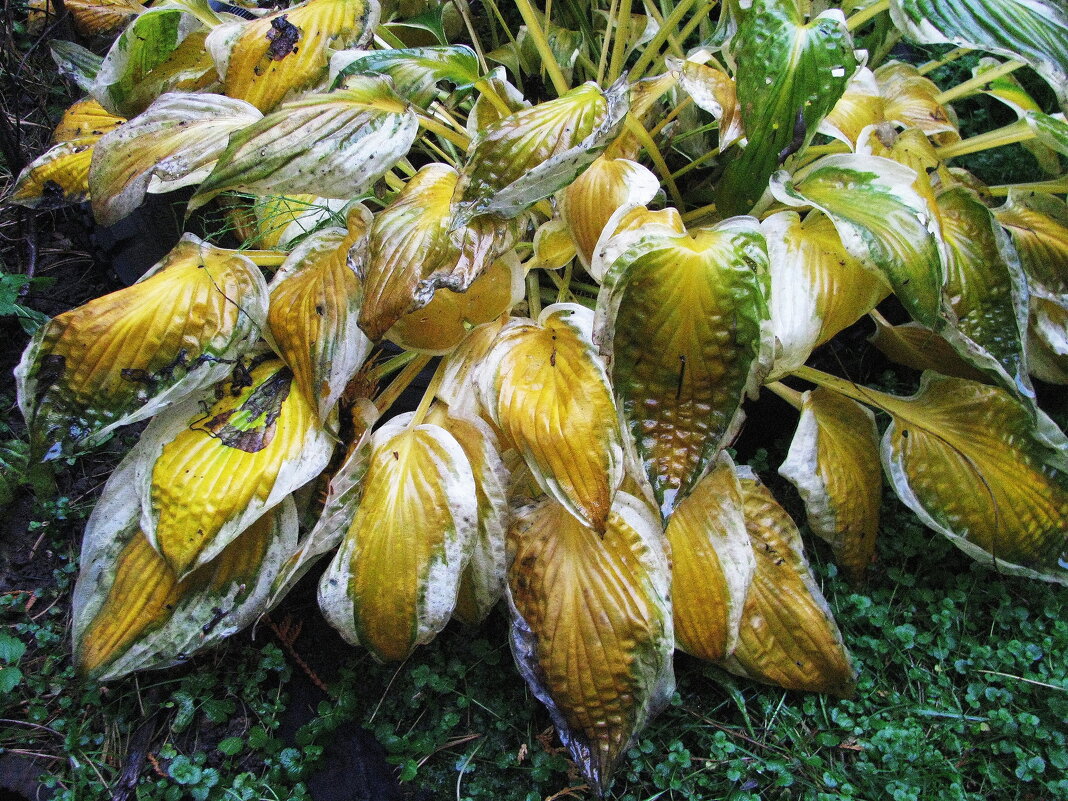 Осенняя хоста - Людмила Смородинская