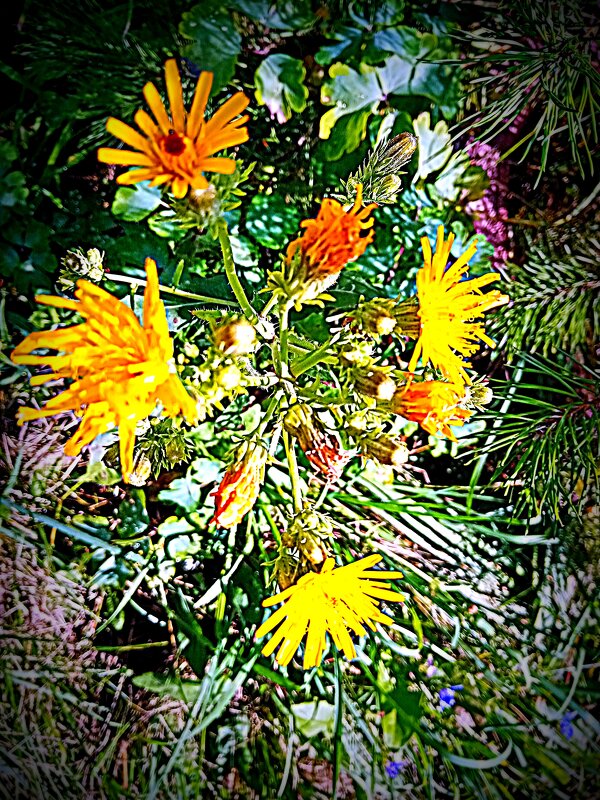 Цветы. - Владимир Драгунский