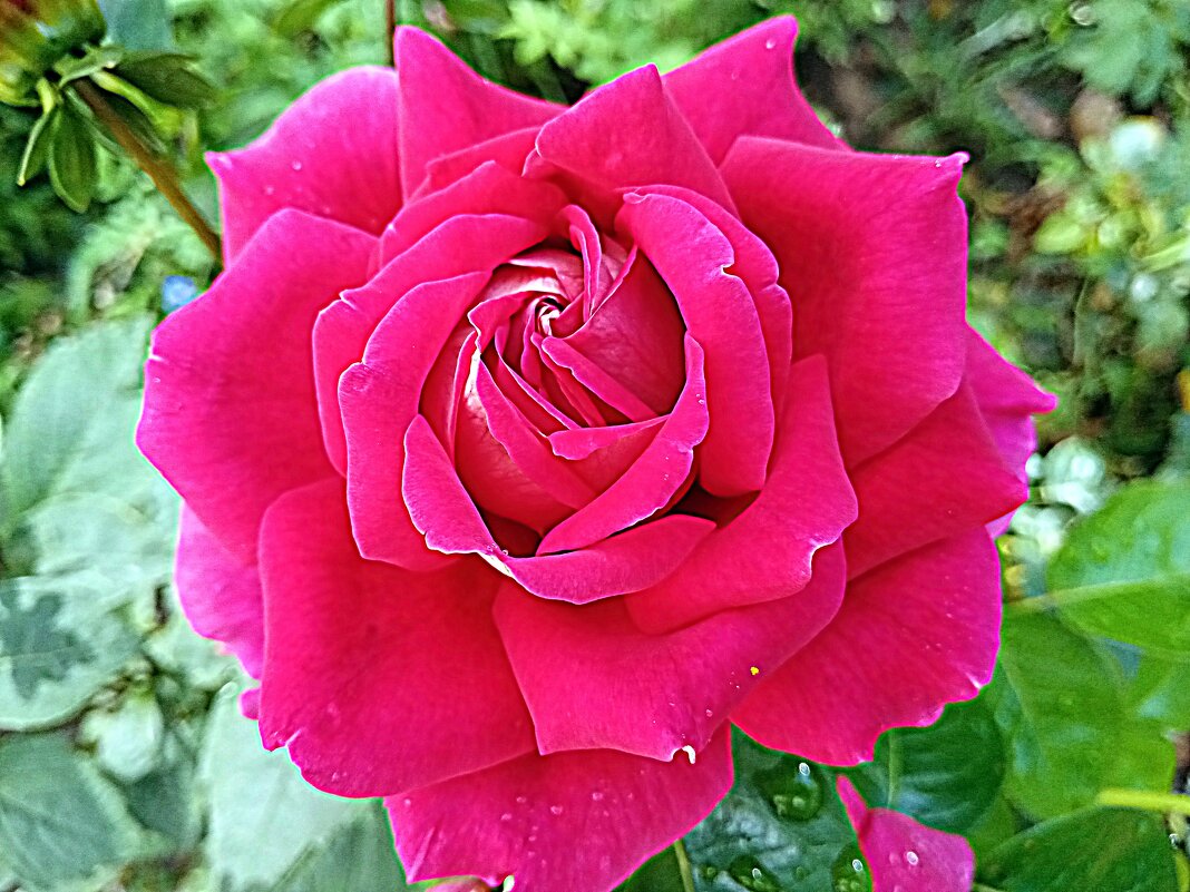 Роза. - Владимир Драгунский Роза. - Владимир Драгунский