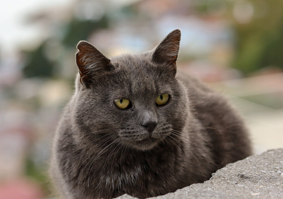 Счастливый житель Ялты - skijumper Иванов