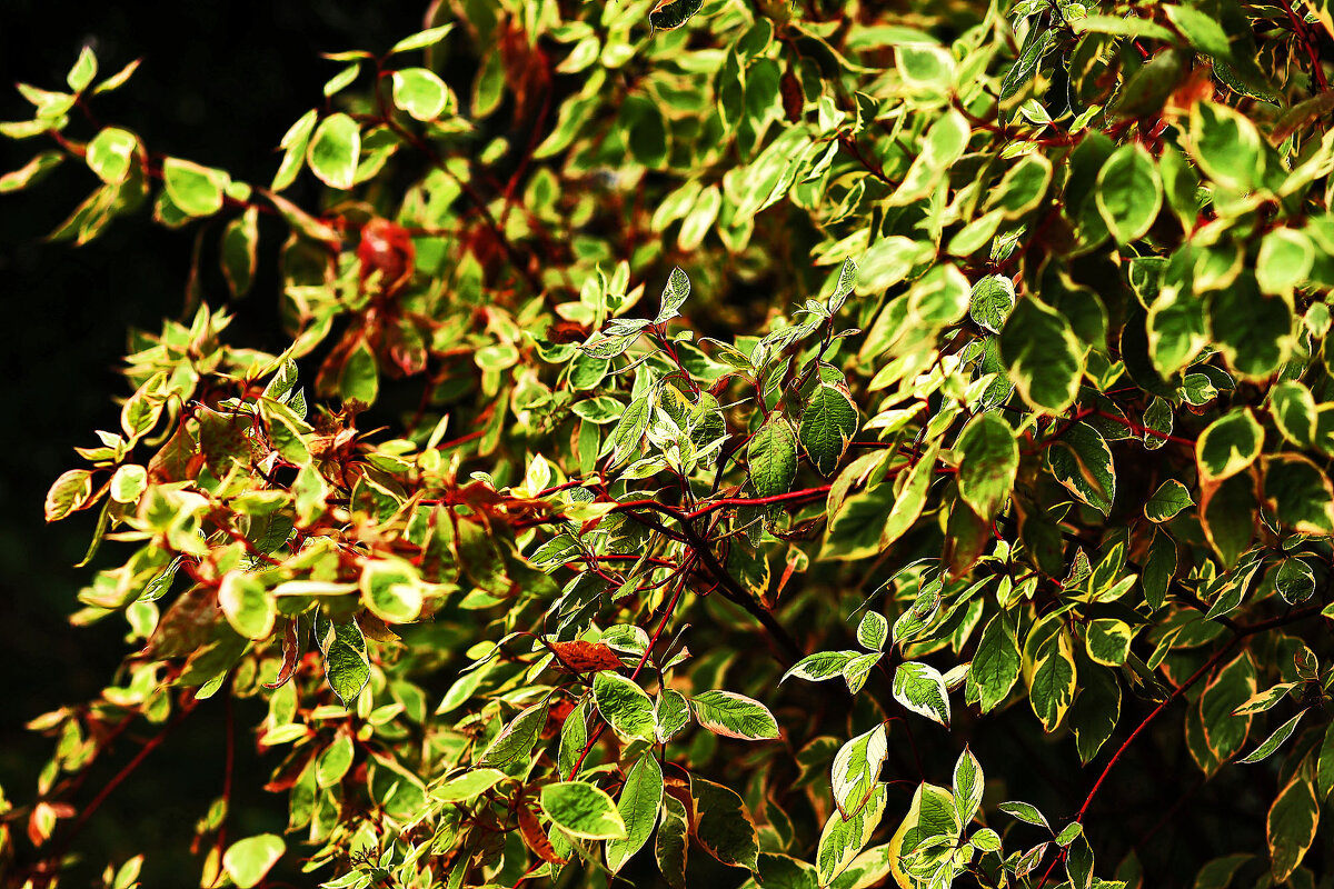 Красивое растение - Юрий Гайворонскiий Красивое растение - Юрий Гайворонскiий