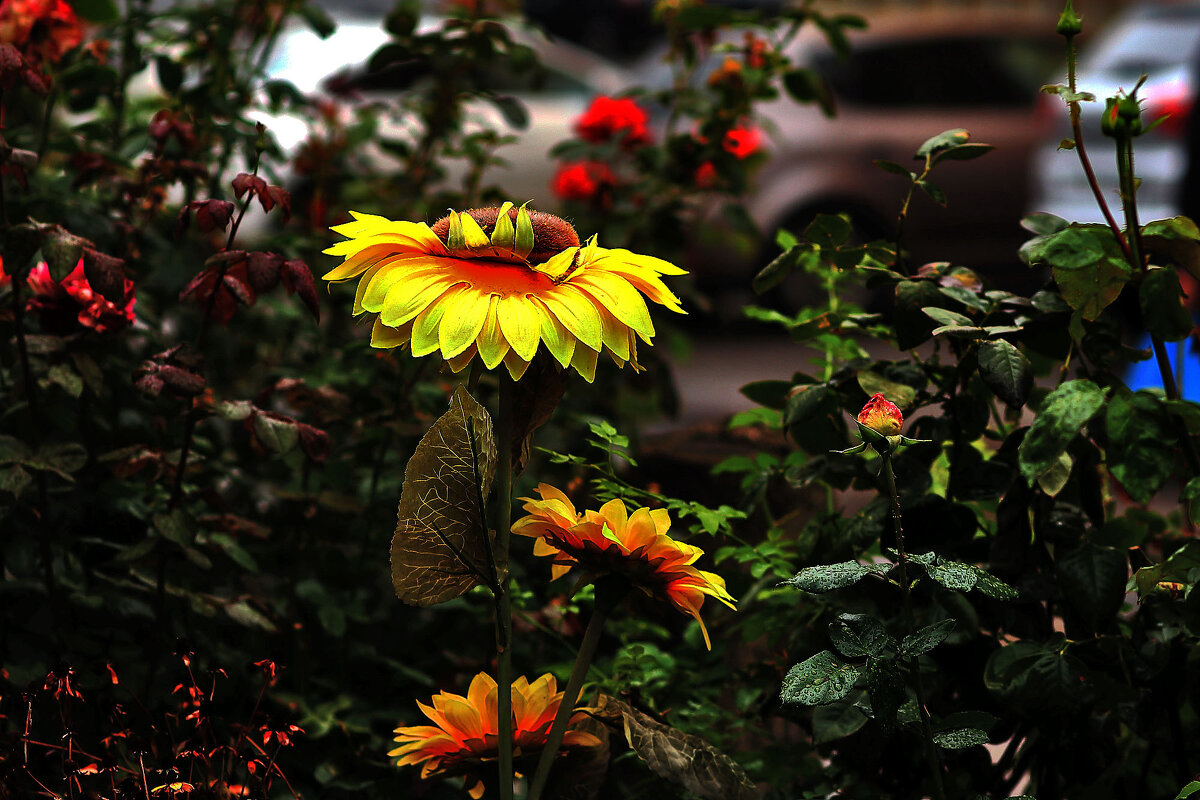 Подсолнух - Юрий Гайворонскiий