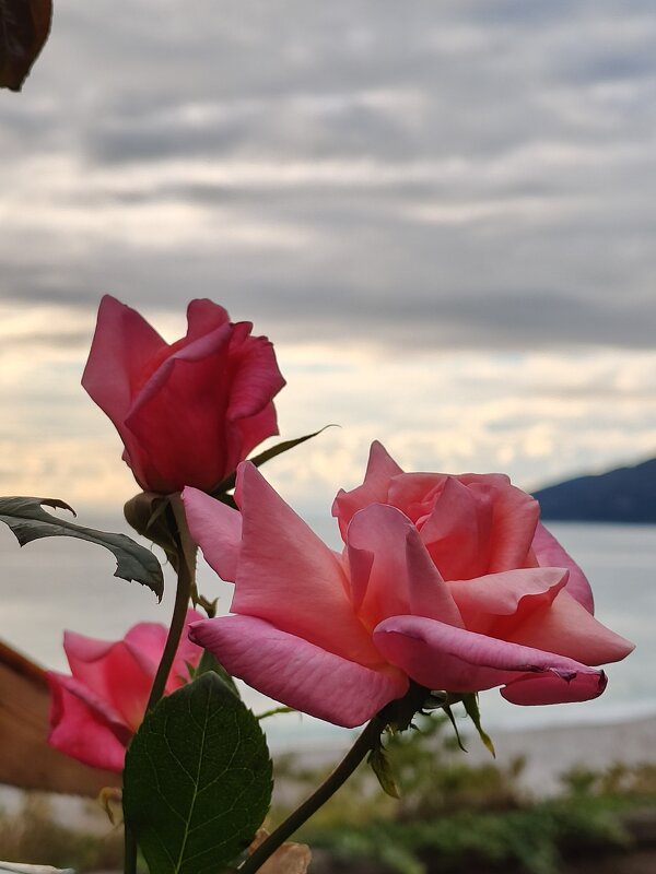 Утро. - Андрей 