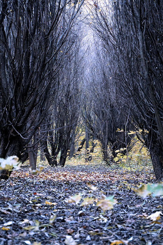 Метелки - Лариса Корж Метелки - Лариса Корж