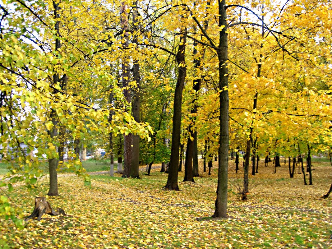 Осенними аллеями - Елена Семигина Осенними аллеями - Елена Семигина