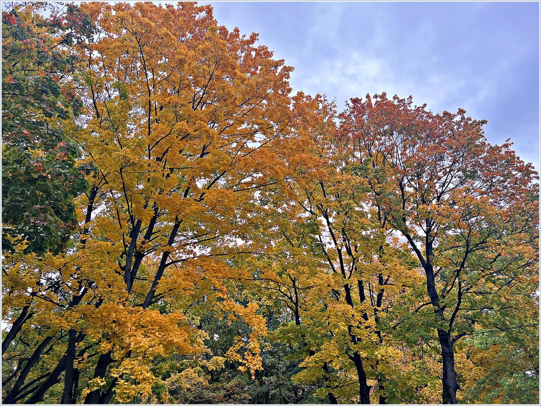 Золотая осень. - Валерия Комова Золотая осень. - Валерия Комова