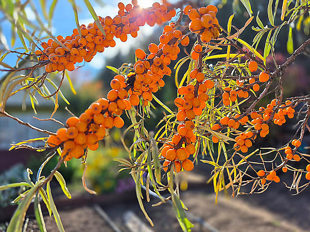 Облепиха - Алевтина Облепиха - Алевтина