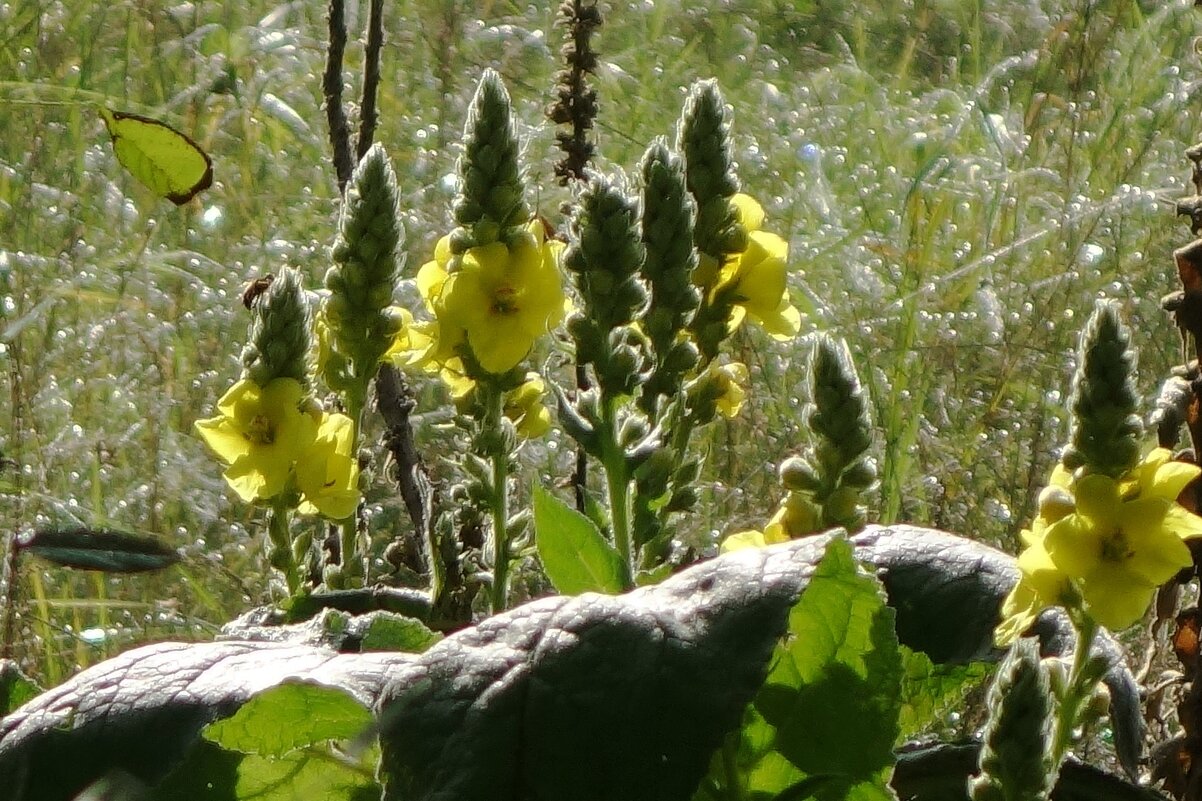 Октябрьский этюд - Рита Симонова