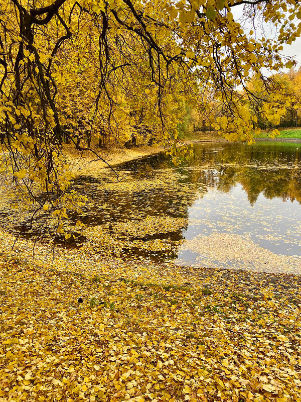 Золото осени - Алевтина 
