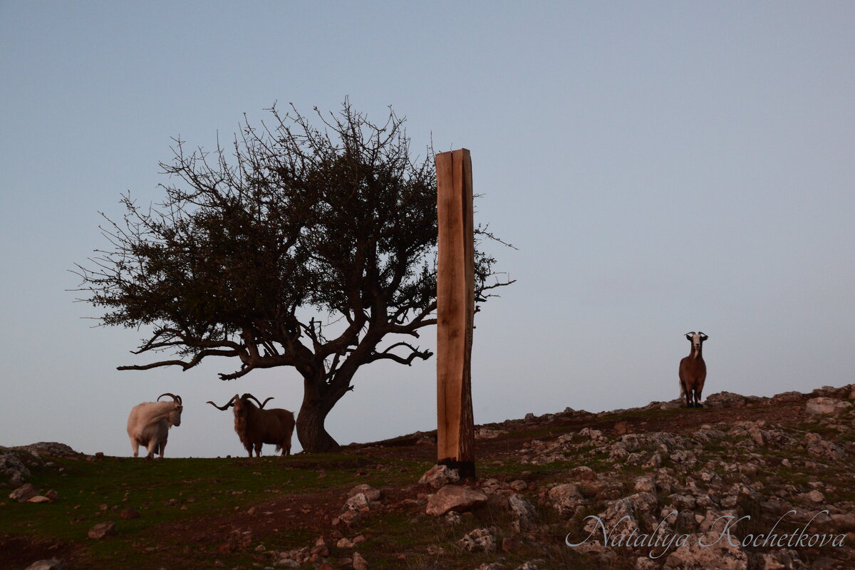 Природа Крыма - Amazing Cosmea