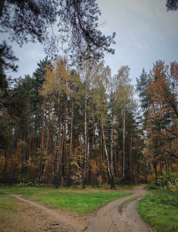 Лесные тропинки - Тамара Вебер