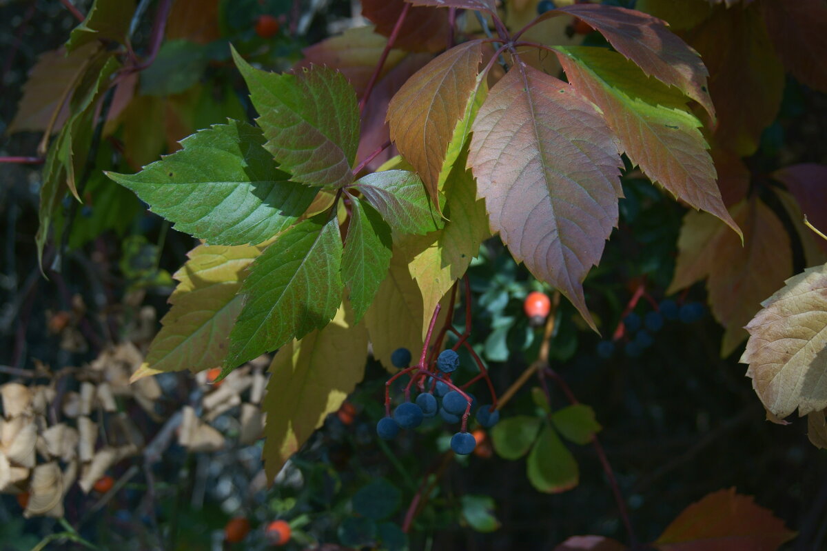 палитра - Всеволод 