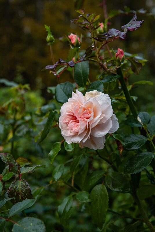 Роза.... - Павел Катков