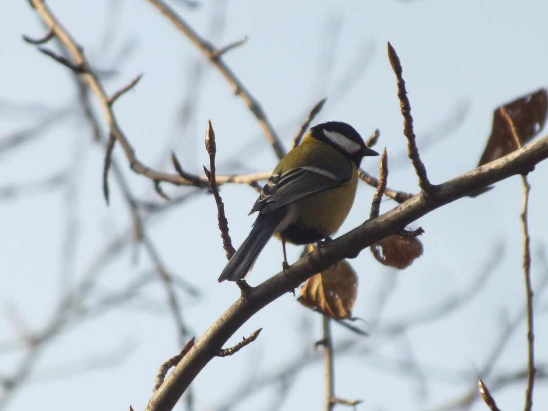 *** - Зоя Мишина