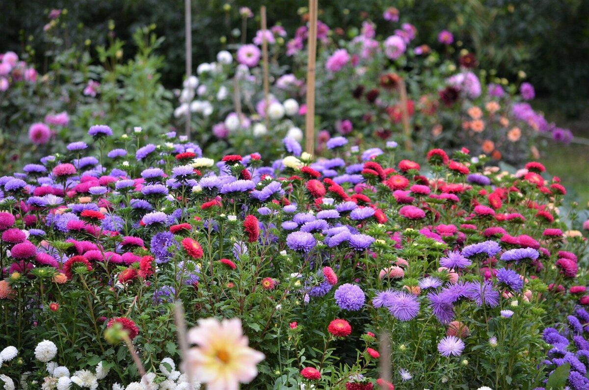 На грядке - Татьяна Тюменка