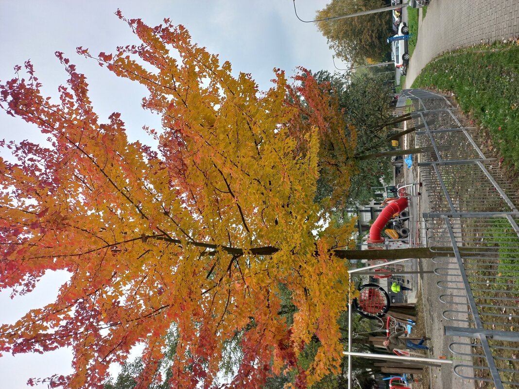 золотая пора - Svetlana 