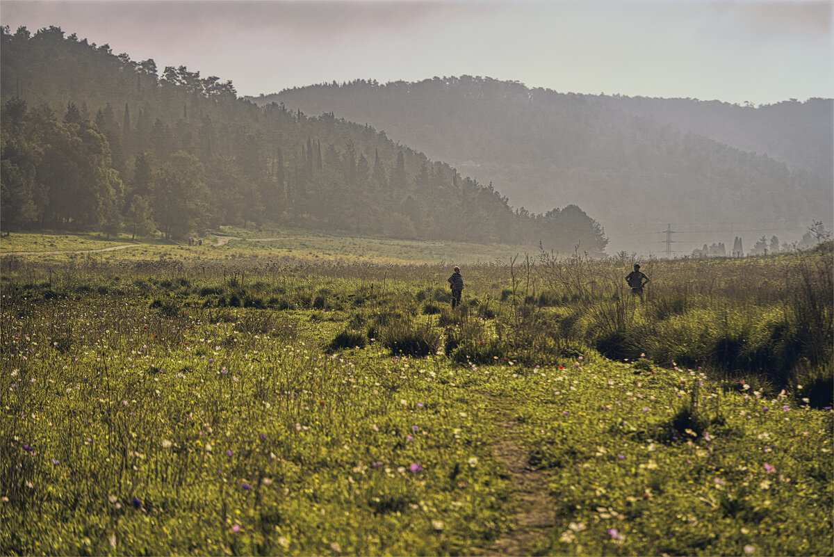 Израиль поляна цветов 2025г - ujgcvbif 