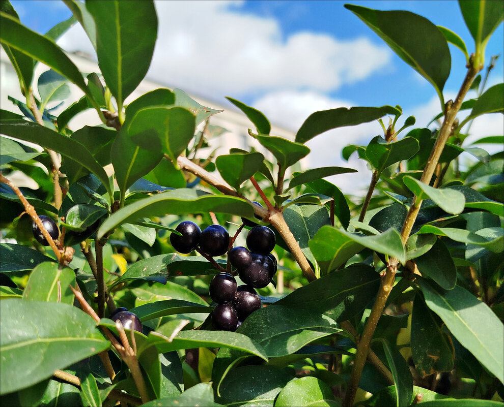 Спрятались! - Надежда Спрятались! - Надежда