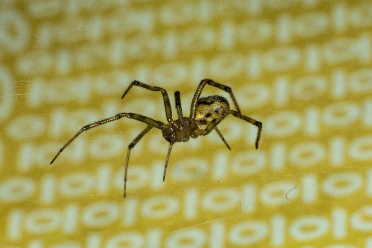 Паучок - Владимир Иванович