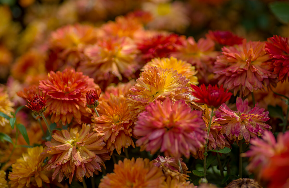 Цветы Осени... - Sergey (Apg)