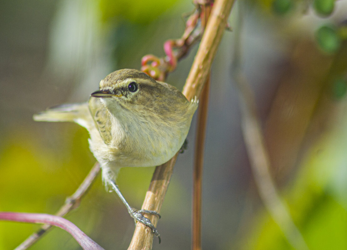 *** - petyxov петухов