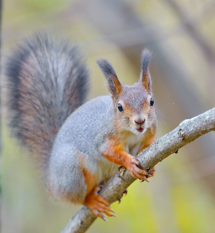 Встречая осень... - Andrey Bragin 