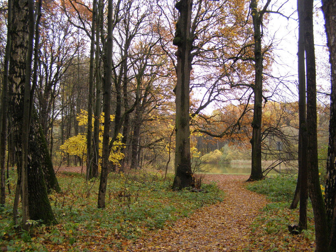 Парк осенний. "Утиный" пруд - Анна Воробьева