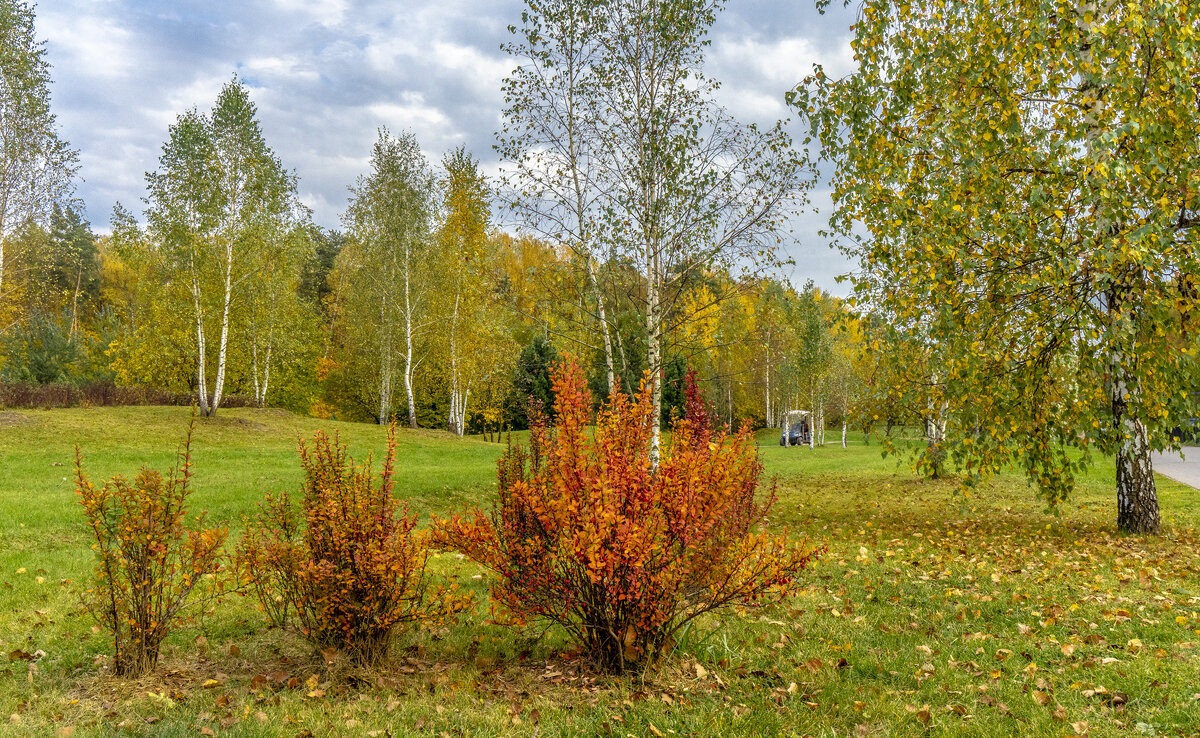 Осень в Мещерском парке - Владимир Езеров 