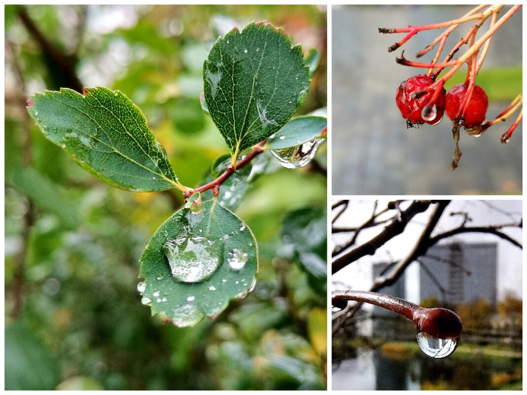 Капли - Любимова Ольга 