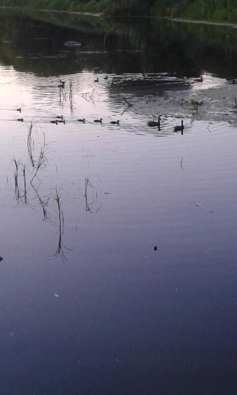 Утиная семья - Наталия 