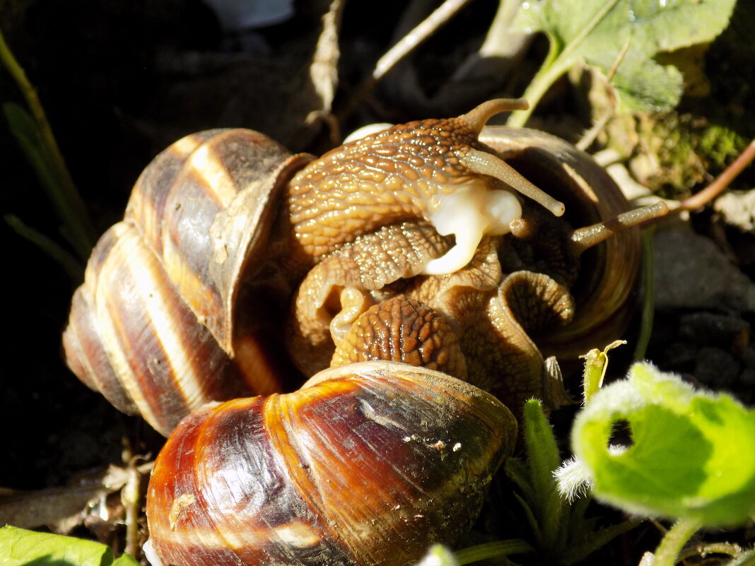 Улиткины дела - Константин Штарк