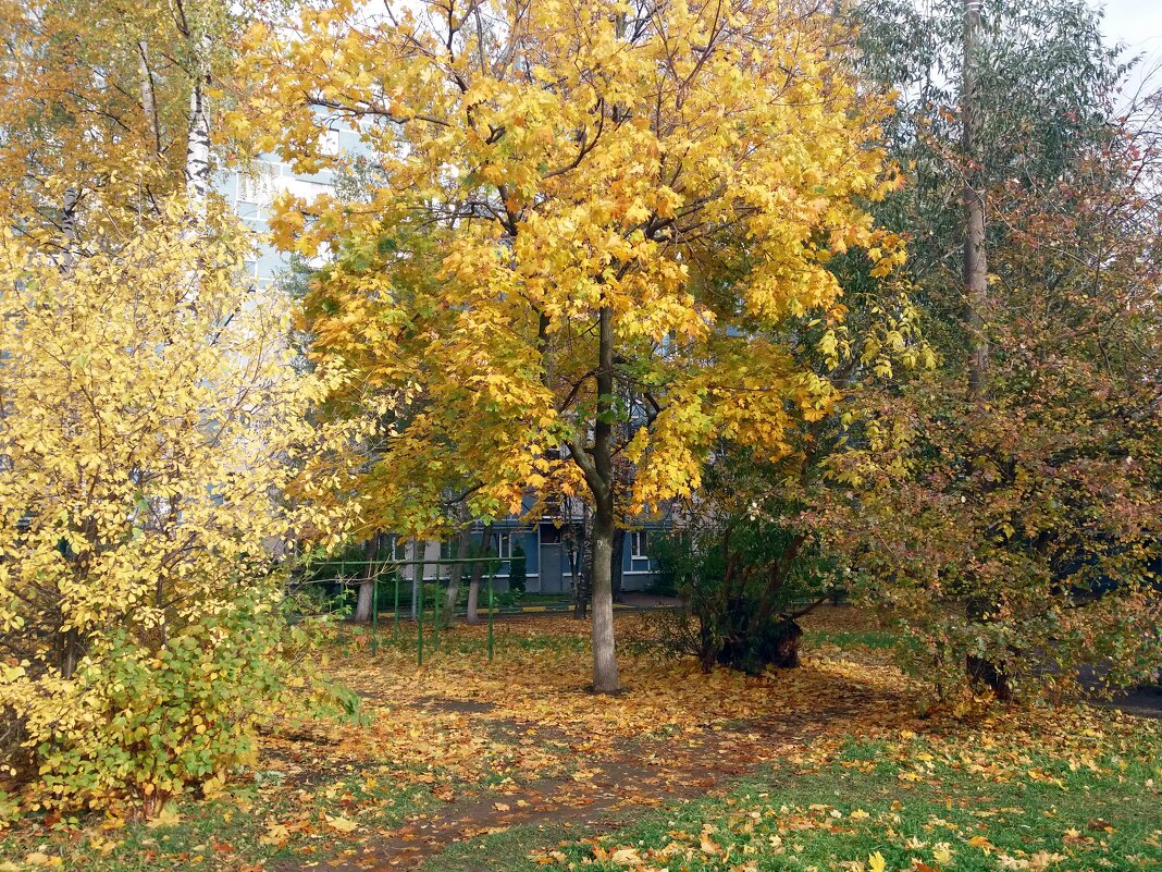 А клён ещё стоит с кудрявой головой - Galina Solovova А клён ещё стоит с кудрявой головой - Galina Solovova