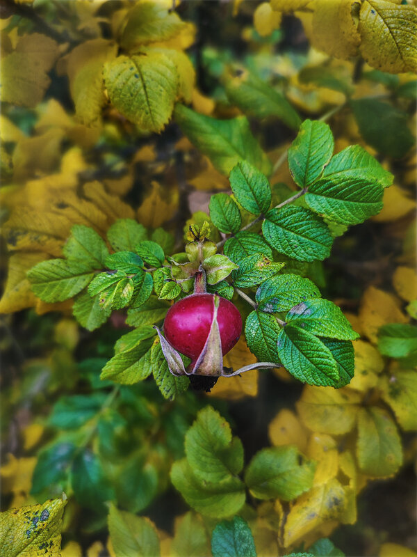 Осень - AZ east3