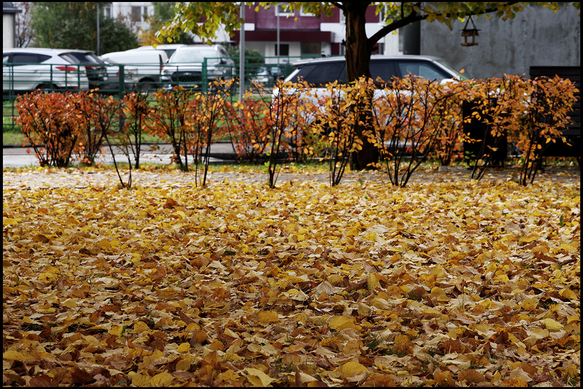 Кормушка - Сергей Премонишын