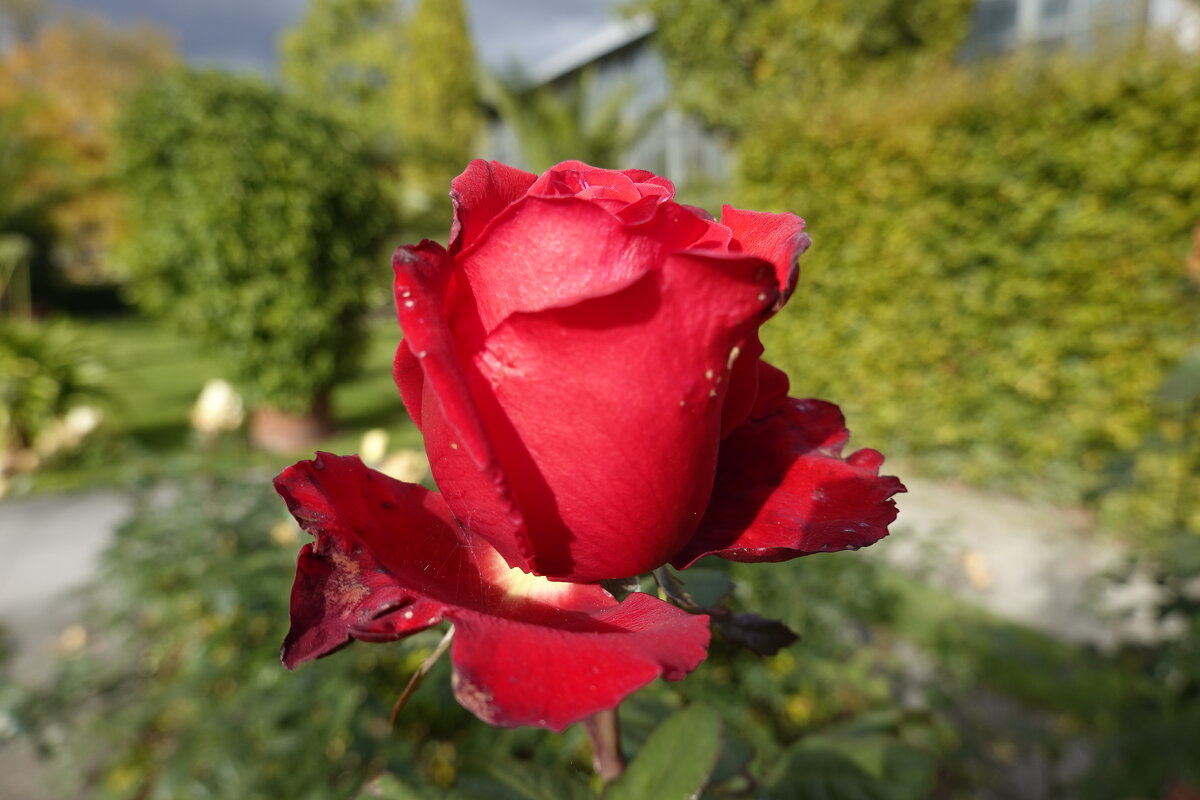 ...в осенних розах нежность увяданья... - Галина 