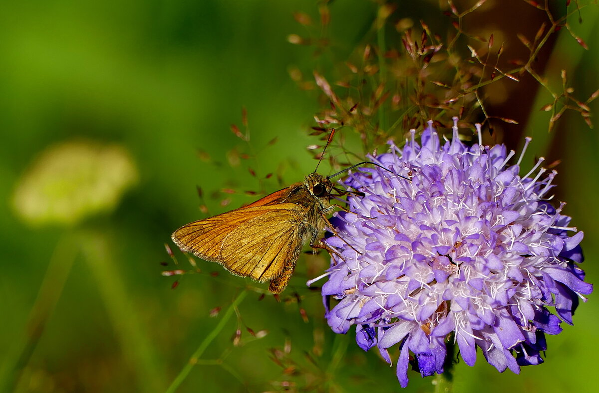 опять бабочки 4 - Александр Прокудин