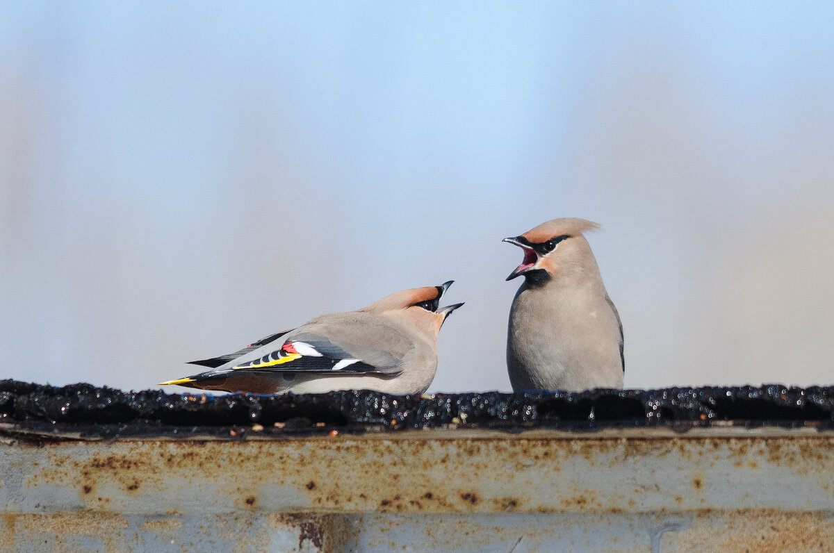 Свиристели - Виктор Иванович Чернюк